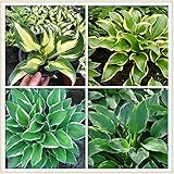 Stauden Hosta Hybride Funkie, Herzblattlilie /Garten Zimmerpflanzen grüne Umweltschutzpflanzen, Pflanzenluftreinigung Zimmerp