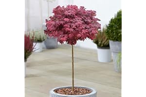 GARDENERSDREAM Acer Hime Shojo - Japanese Maple Tree - Potted Ornamental Patio Trees - Ideal for Small Gardens, Patios and Pathways - Vibrant Red Foliage Leaves (70-80cm Incl. Pot)