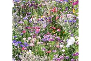 CHEEKYSPROUT Wild Flower Cottage Garden Bee & Butterfly Fragrant Perennial Plant Mix Wild Flower Seeds 25g - 100g (Bee and Butterfly, 50g)