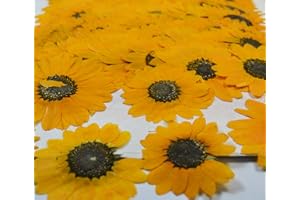HANDI-KAFU 12 pcs Yellow Sunflowers Real Natural Dried Pressed Flowers for Candle Making Art Craft DIY