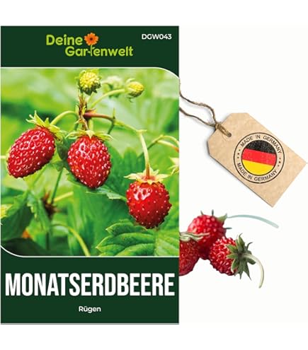 FLORTUS BIO Monatserdbeere Rgen | Erdbeersamen | Obstsamen | Samen zur  Anzucht fr Garten, Balkon, Kche & Fensterbank : Amazon.de: Garten