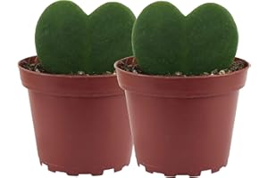 DECOALIVE Set de Dos Plantas Suculentas de Interior con Forma de Corazón de la Variedad Hoya Kerrii, 8436601572707