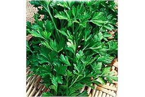 LOVELEGIS 4500 Aprox. - Graines de persil commun 2 - Petroselinum Crispum en emballage d'origine produit en Italie - Persil commun