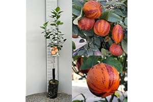SAVINI VIVAI L'ARTE DI FARE NATURA SAVINI VIVAI Pianta di Limone Albero Agrumi Limone Arcobal in Fitocella Altezza 100-120 cm di 1 anno di Innesto Made Italy