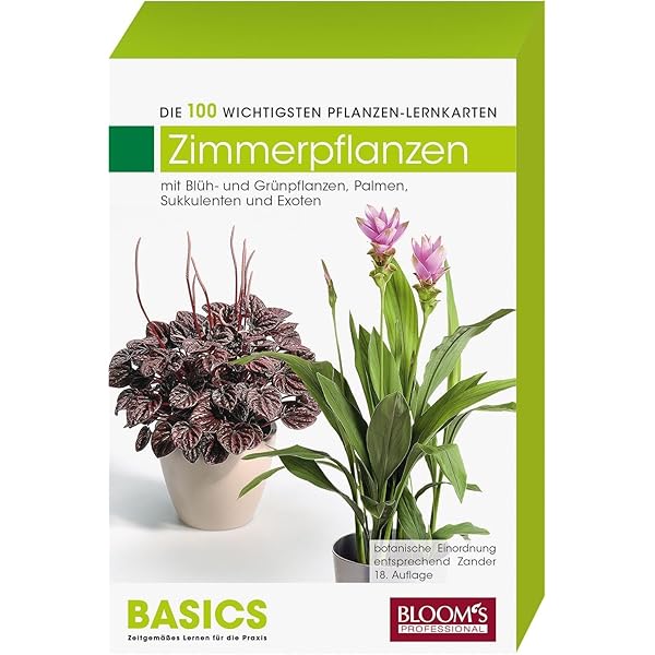 zimmerpflanzen set mit topf Pflegeleichte Pflanzen, wenig Licht – Green Me Up main image 1
