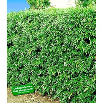 BALDUR-Garten Winterharte Bambus-Hecke, 10 Pflanzen