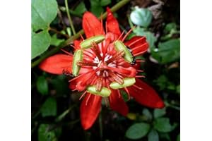 Passiflora coccinea pianta rampicante in vaso ø9 cm Vivaio di Castelletto