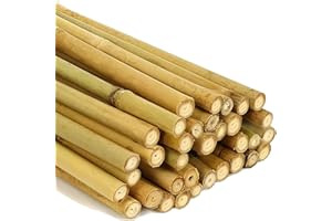 AQS INTERNATIONAL 2ft-7ft Professional Large Bamboo Canes Strong Heavy Duty Thick Natural Stake Pole Can Plants Garden Plant Flower Gardening Sticks Supports (10, 2FT (8-10mm))