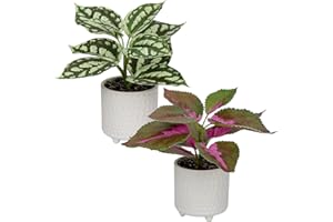 OAIRSE Small Artificial Plants in Ceramic Pots Set of 2 Decorative Fake Potted Plants Faux Plant Realistic Greenery House Plant Indoor for Home Office Kitchen Bathroom Desk Décor