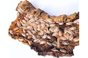 GENERIC Ultimate Adult Dairy Cow x10 Isopod Cleaner Insects Perfect Woodlice & Live Bugs for Springtails Terrarium, and Fruit Flies Live Food Cleanup Crew terrarium vivarium