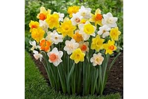 CSL SUNRISE GMBH CSL sunrise 50 Großblumige gemischte Narzissen Blumenzwiebeln höchste Keimrate, Mehrfarbig
