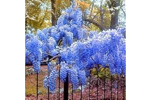 FLOWER FIELD STORY 20 Stücke Seltenes Blau Glyzinien samen Winterharte Kletterrebensamen Hausgarten Dekoration Einzigartige Gartenlandschaft Einfach zu pflanzen