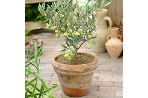 GardenersDream Olea Europaea Olive Tree - Live Evergreen Indoor Plant in Pot - Healthy Fruit Plants for Home Decor - Low Maintenance House Plants - Great Gifts for Plant Lovers (20-30 cm)