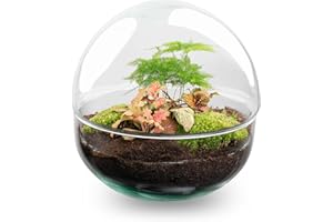 URBANJNGL Kit DIY Terrarium • Dôme • Écosystème avec Plantes • ↑ 20 cm