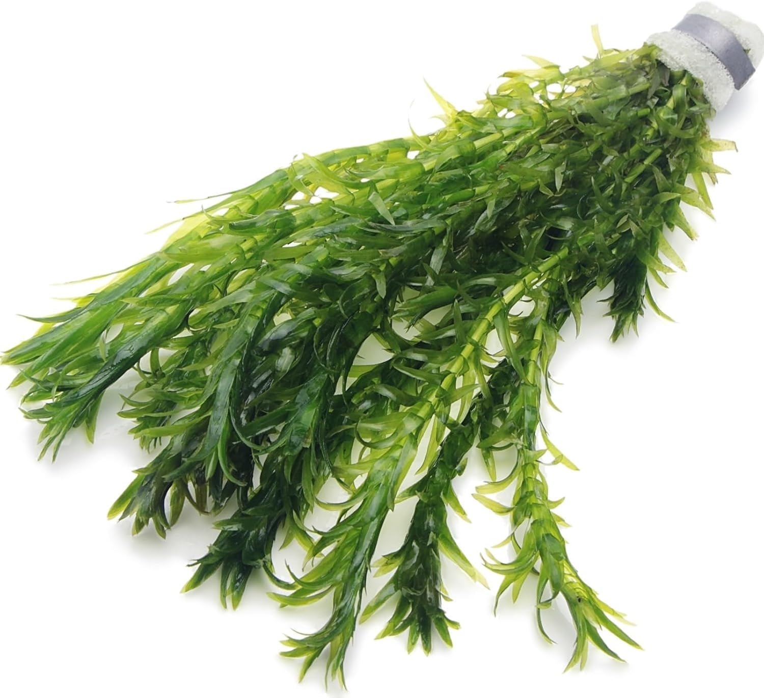 10 ELODEA DENSA Oxygenating Weed Live Pond Plant Water Aquarium Aquatic Plants Egeria K2aqua