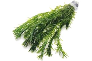 10 ELODEA DENSA Oxygenating Weed Live Pond Plant Water Aquarium Aquatic Plants Egeria K2aqua