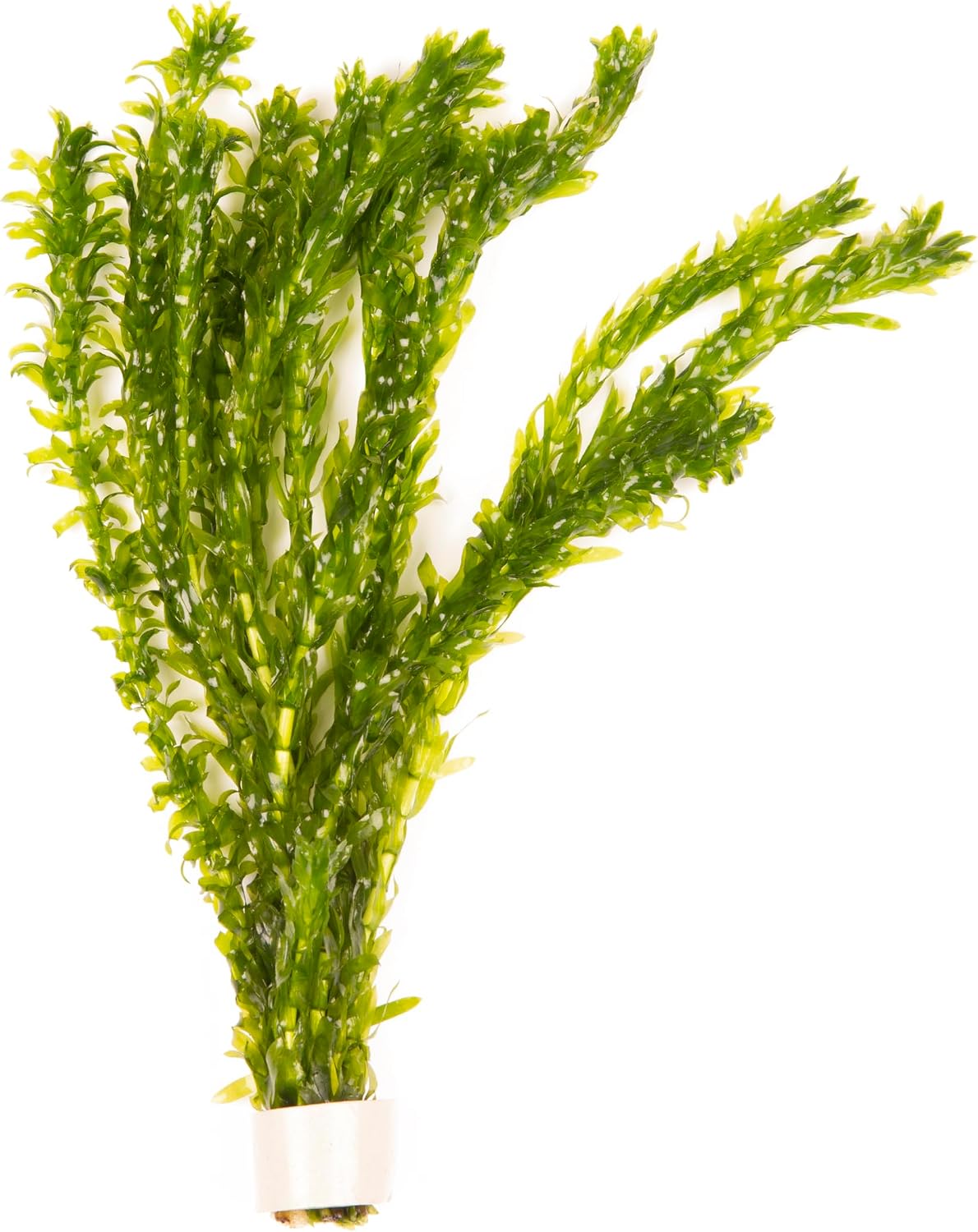 Lincolnshire Pond Plants Ltd - 5 x Oxygenating Weed Live Pond Plant ELODEA DENSA - Also Aquarium Aquatic Plants (Weighted)