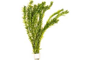 Lincolnshire Pond Plants Ltd - 5 x Oxygenating Weed Live Pond Plant ELODEA DENSA - Also Aquarium Aquatic Plants (Weighted)