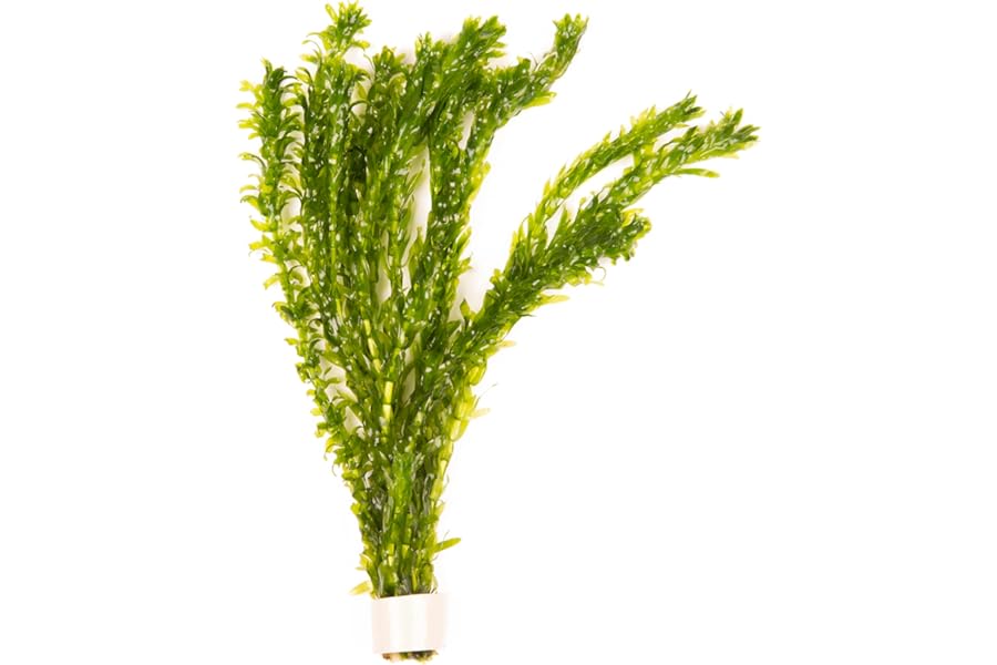 Lincolnshire Pond Plants Ltd - 5 x Oxygenating Weed Live Pond Plant ELODEA DENSA - Also Aquarium Aquatic Plants (Weighted)