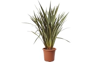 KENTIS - Phormium Tenax Variegatum - Piante da Esterno Resistenti Sempreverdi - Pianta da Giardino Perenne - H 125-150 cm Vaso Ø 30 cm