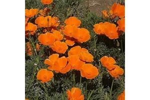 puran 100 Pièces/Sac Graines D'Eschscholzia Pour La Plantation, Bonne Récolte Annuelle Graines De Fleurs De Jardin De Bonsaï Orange Pour La Maison Graines de pavot de Californie