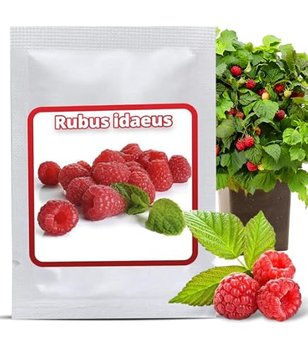 luffa gurke saatgut Luffa - Bio-Samen