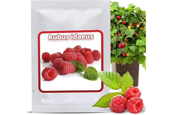 Graines de Framboisier Rouge (env. 50 pcs) - Rubus idaeus Semences pour Autonomie - Arbuste Fruitier Vivace pour Jardin & Balcon - Rustique