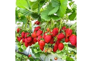 ZIELONYOGROD Fraisier 'Monterey' Fraisiers persistants, fraisiers grimpants à partir de mars - Rendements élevés et fruits très sucrés - Lot de 10 plants FRAISES - Vivace, super fruit pour le jardin