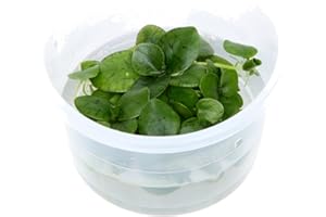 TROPICANA Tropica Limnobium laevigatum Frogbit 1-2-Grow Floating Frogbit Tissue Culture In Vitro Live Aquarium Plant Shrimp Safe & Snail Free