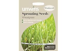 Unwins Pictorial Packet - Sprouting Seeds Wheatgrass - 800 Seeds
