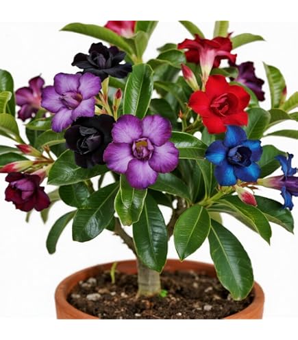 Wüstenrose Pflanze Seltene Adenium Obesum | 3 Knollen Winterhart | Garten Geschenk