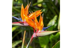 CARBETH PLANTS Strelitzia Bird of Paradise Plant - Strelitzia Reginae Tropical Plant - Indoor Plant Around 30-40cm - Home Or Office Plants (1)