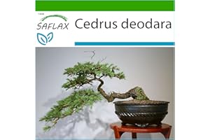 SAFLAX - Cedro dell'Himalaya - 35 semi - Con substrato - Cedrus deodara
