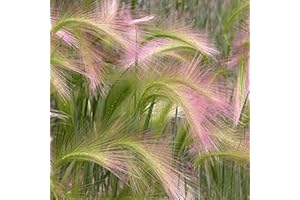 Benoon Semi di orzo di coda di volpe, 100 Pz/borsa Semi di orzo di coda di volpe Semi di Hordeum Jubatum per irrigazione media perenne multicolore per esterno Seed
