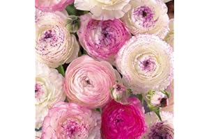 BSPTYY 15Pezzi Mix Bulbi Di Ranuncolo Giardinaggio Primaverile Piantare Tuberi Di Fiori Perenni Lampadina A Fioritura Estiva Balcone Esterno Decorazione Del Cortile Facile Da Sopravvivere