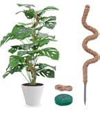 philodendron marble variegata Philodendron Caramel Marble Variegated Tissue Culture main image 1