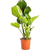 Bonplants Strelitzia Nicolai, Pianta Vera Elegante ed Ornamentale (Vaso 24, h 105 cm)