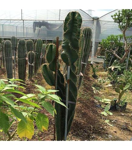 30 Pcs Yambohne Jicama Samen Saatgut Alte Sorten Ostergeschenke (Pachyrhizus Erosus) Garten Pflanzen Kräutergarten Küche Bio Gemüse Pflanzen Samen Balkon Gemüse Samen Hochbeet Balkon