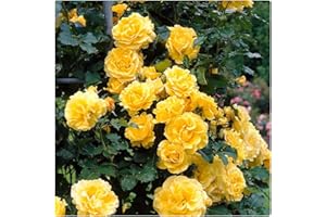 Rose Bare Root 'Golden Showers' Climbing Rose.Large Yellow Blooms by Growtanical®