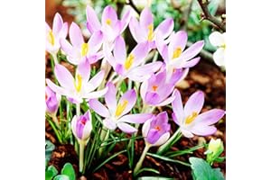 COOTO Crocus Bulbos 10x Azafrán Bulbos Flores Primavera Bulbos de Crocus Flores Plantas Azafrán Lilac Beauty
