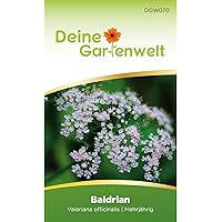 Baldrian Samen | Valeriana officinalis Saatgut | Baldriansamen