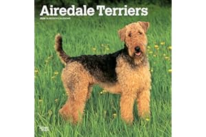 Airedale Terriers | 2024 12 x 24 Inch Monthly Square Wall Calendar | BrownTrout | Animal Dog Breeds