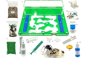 ANTHILLSHOP -Hormiguero Verde 20 x 20 Espuma Acrílico -con Hormigas Incluidas