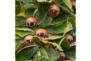 Thompson & Morgan Hardy Crab Medlar Fruit Tree ‘Nottingham’ 1 x Bare Root Plant, Self-Fertile, High Yielding Ideal for Kitchen Gardens, Allotments, Patio and Containers