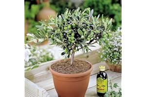 GARDENERSDREAM Olivia Europeana Olive Tree - Small but Mature with Thick stem - Ideal Small Gift