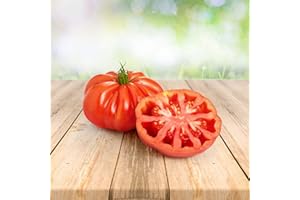 PRADEMIR Tomate ''Montserrat'' 25 x Semillas de Portugal, 100% Cultivo Natural, Ideal para Ensaladas y Aperitivos