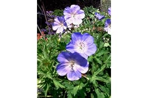 HORTIFLOR BUREAU Géranium vivace 'Rozanne' - (lot de 3 pieds)