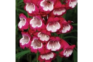 THOMPSON & MORGAN Penstemon Drought Tolerant Hardy Perennial Plant Long Flowering Easy to Maintain Semi Evergreen with Red and White Bell Blooms, 1 x Pensham Amelia Jayne in 1L Pot by Thompson and Morgan