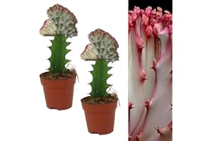 Carbeth Plants - 2 x Euphorbia lactea Cristata Real Coral Cactus in 10cm Pot - Colourful Unique Large Cacti Houseplant - Tall Live Indoor Succulent Ideal for Home and Office