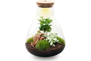 URBANJNGL Terrario de Plantas • Sam Coffea con lámpara • Planta ecosistema con luz • ↑ 30 cm